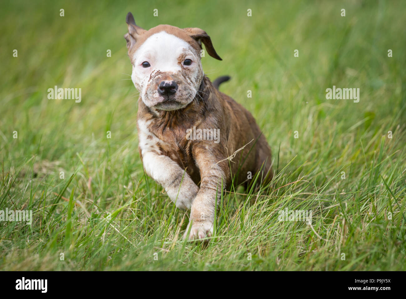Chiot Bulldog jouant sur une prairie Banque D'Images