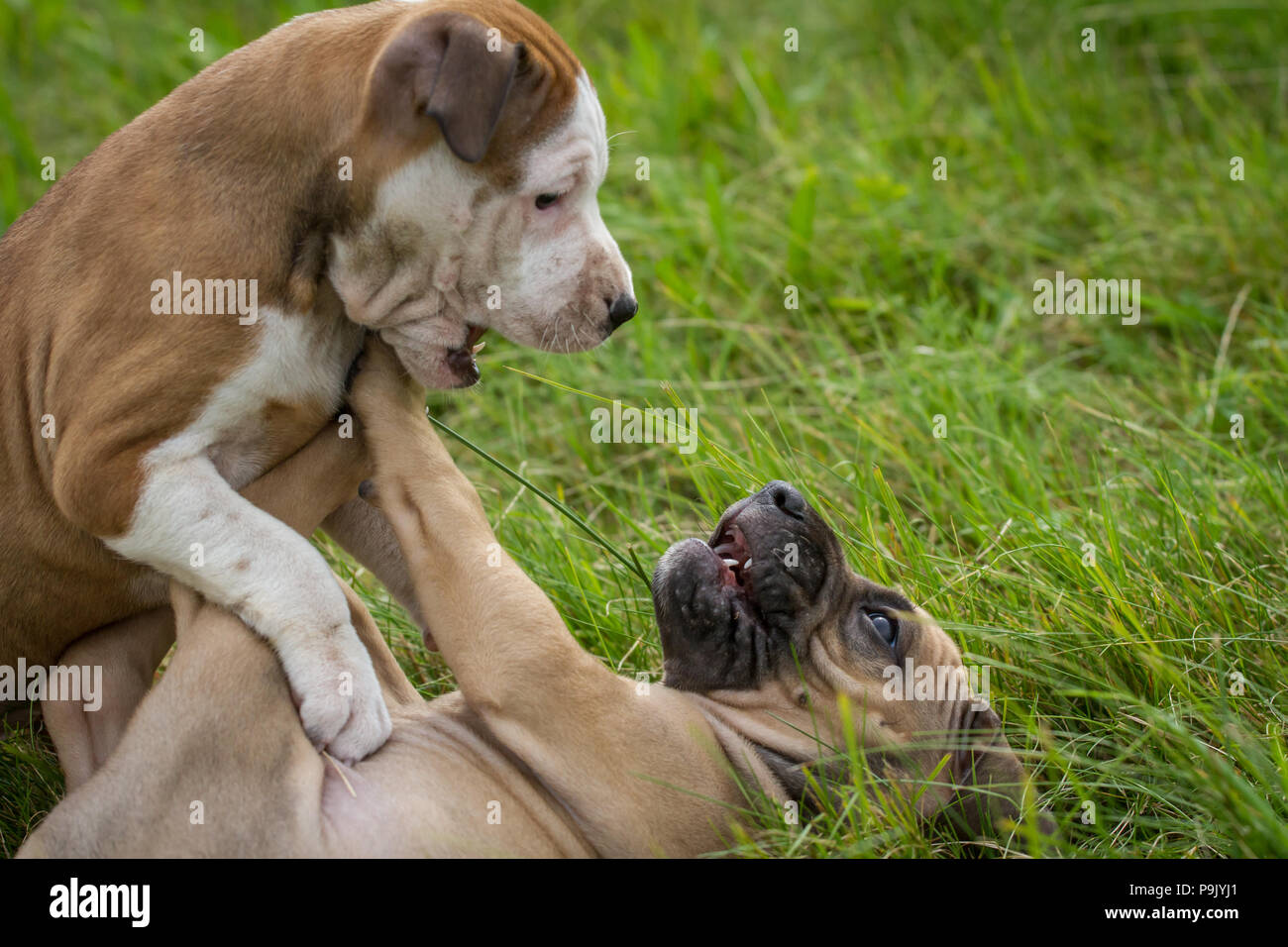 Chiots Bulldog jouant sur une prairie Banque D'Images