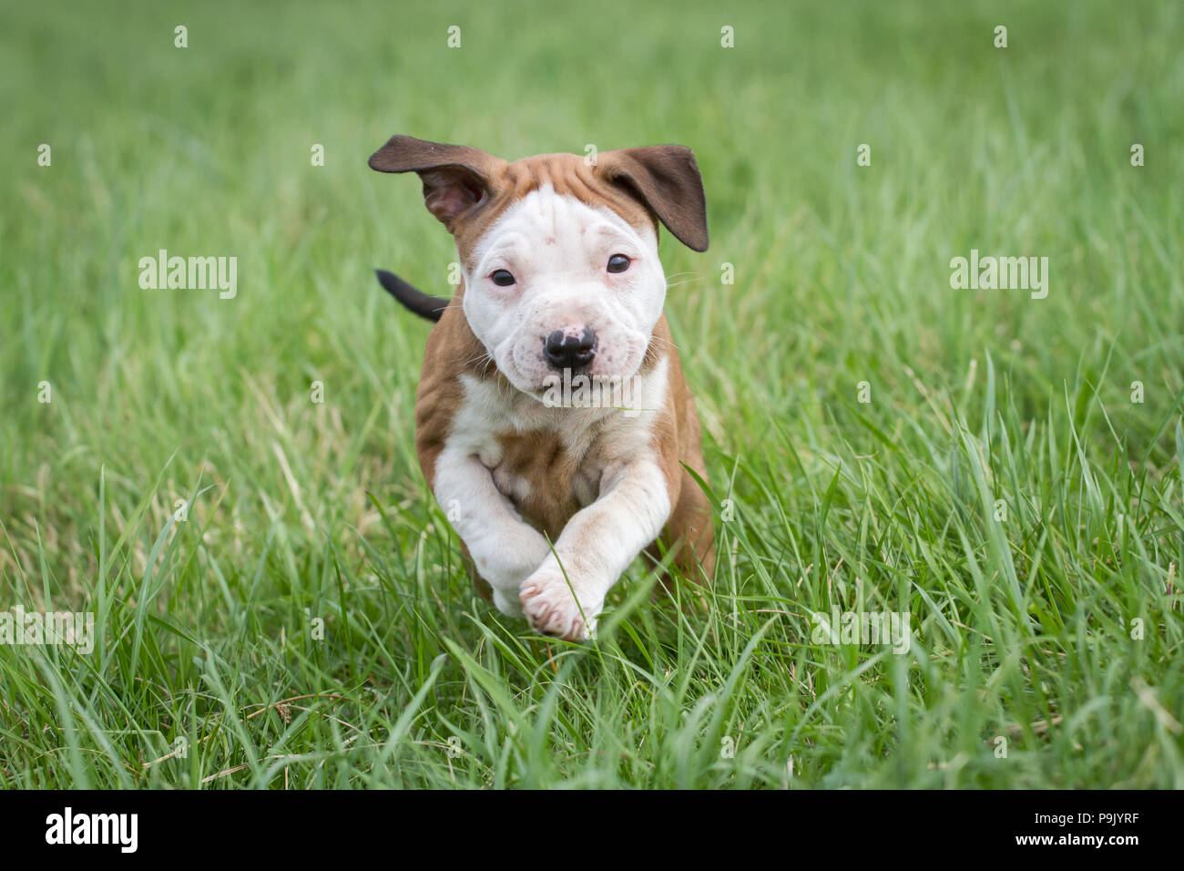 Chiot Bulldog jouant sur une prairie Banque D'Images