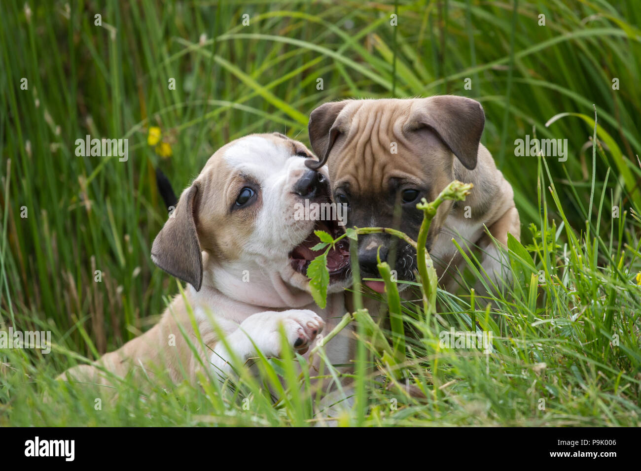 Chiots Bulldog jouant sur une prairie Banque D'Images