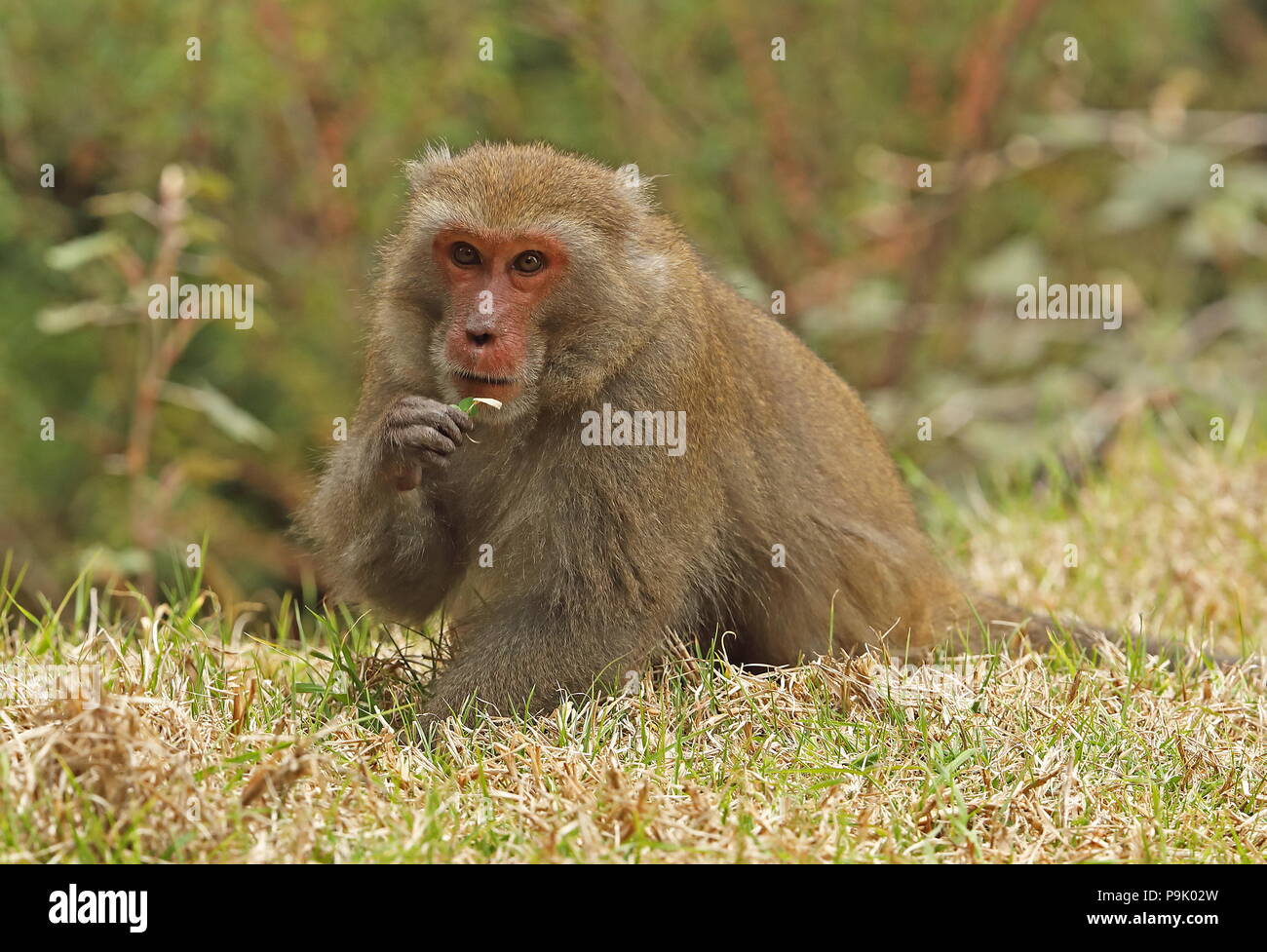 Macaques (Macaca cyclopis taïwanais) adulte sitting on grass eatingleaf Dasyueshan National Forest, avril Taiwan Banque D'Images