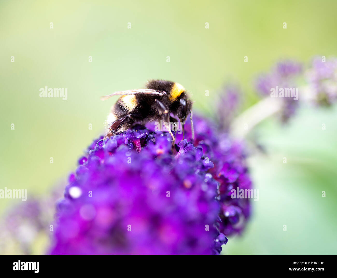 Un Bourdon se nourrissant de pollen sur une fleur pourpre Buddleja dans un jardin en Alsager Cheshire England Royaume-Uni UK Banque D'Images