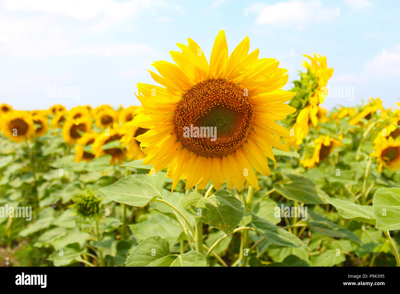 Belle fleur de tournesol avec le pétale jaune pousse dans domaine Banque D'Images