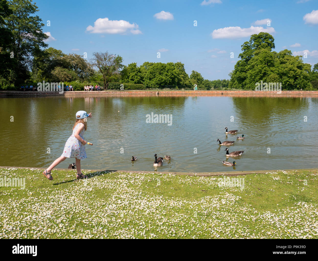 Jeune fille nourrir les oies et canards dans l'étang à Forty Hall, Enfield, Londres, UK Banque D'Images