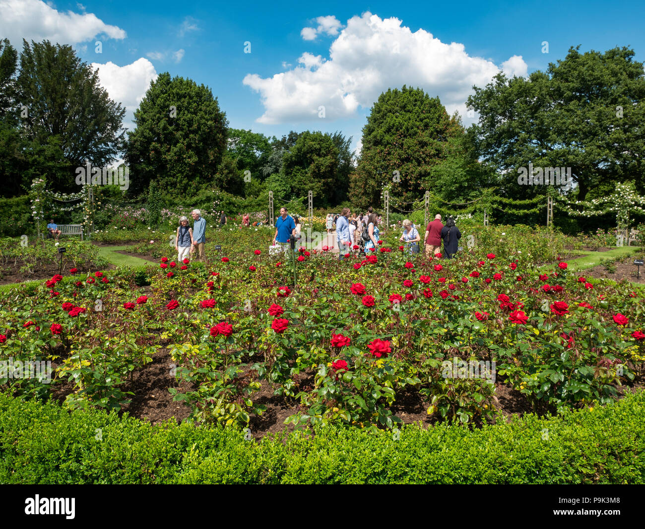 Rose Queen Mary's Gardens dans Regent's Park, London, UK Banque D'Images