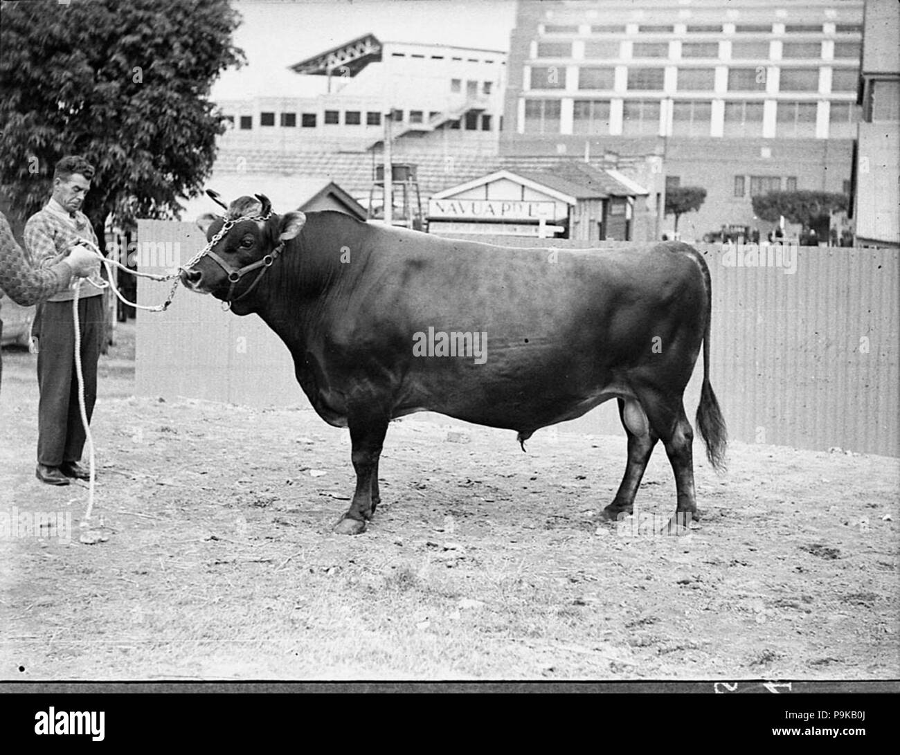 245 22335 SLNSW Royal Easter Show Banque D'Images