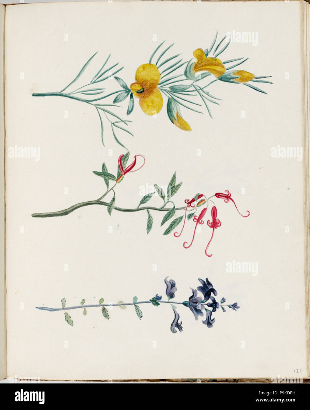 SLNSW 271 479481 Untitled beau pois wedge Red spider flower l'euphraise Banque D'Images