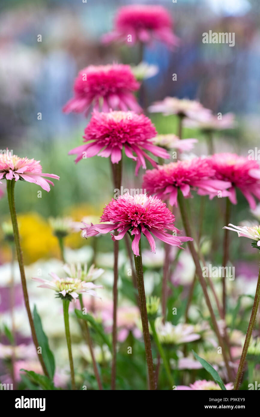 Echinacea purpurea 'Southern Belle'. Coneflowers Banque D'Images