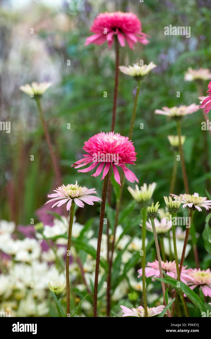 Echinacea purpurea 'Southern Belle'. Coneflowers Banque D'Images