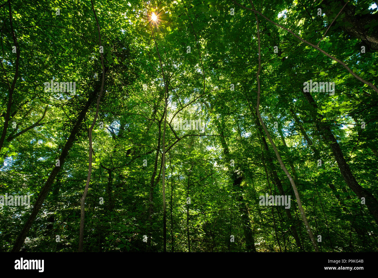 Un beau bois près de Vullierens (Suisse). La lumière est venue dans les bois Banque D'Images