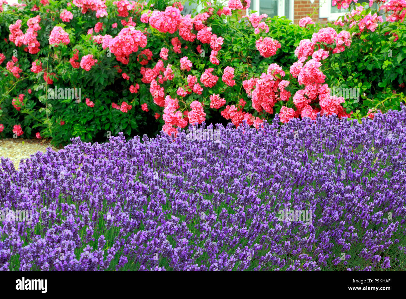 Bleu, Violet, lavande, Roses, jardin de devant, mur, Lavandula, Rosa Banque D'Images