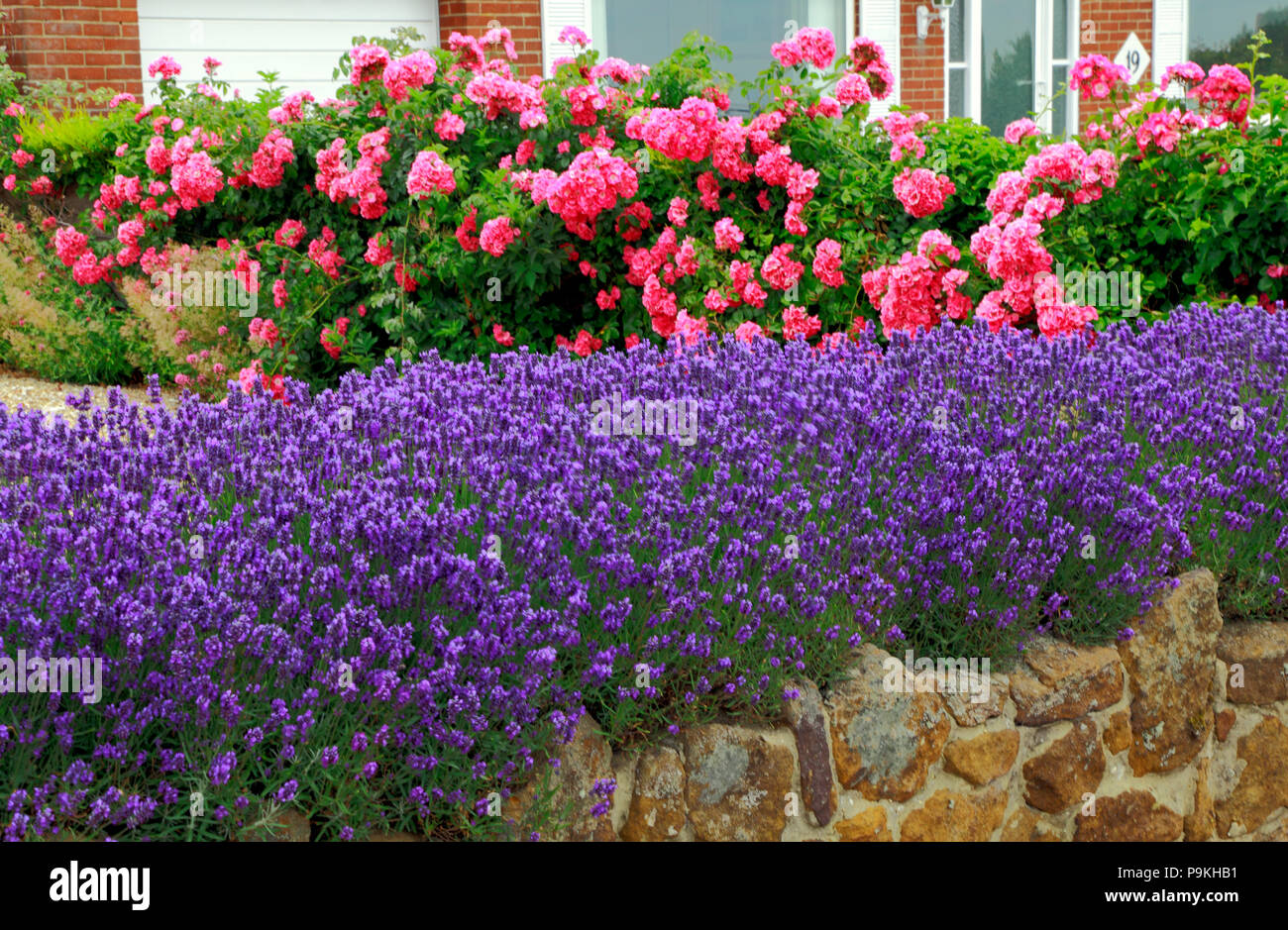 Bleu, Violet, lavande, Roses, jardin de devant, mur, Lavandula, Rosa Banque D'Images