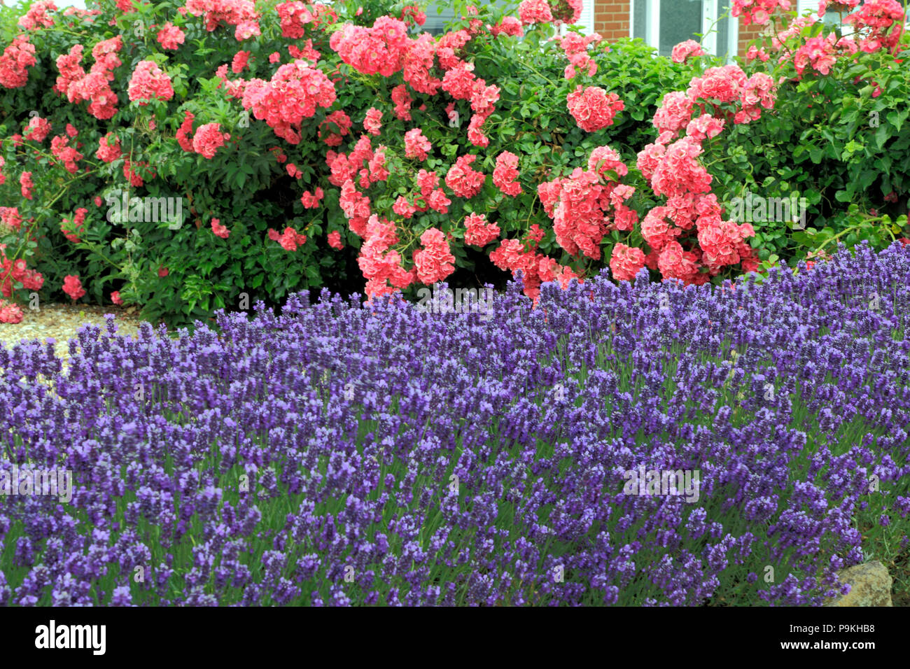 Bleu, Violet, lavande, Roses, jardin de devant, mur, Lavandula, Rosa Banque D'Images