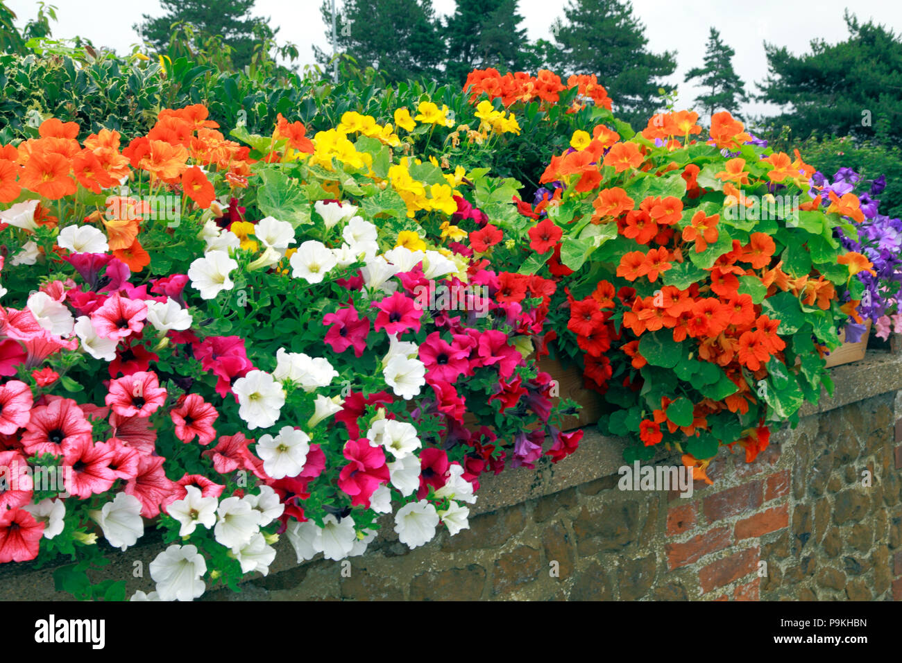 Garden Wall, Pétunias, bleu, orange, rose, blanc, jaune Banque D'Images