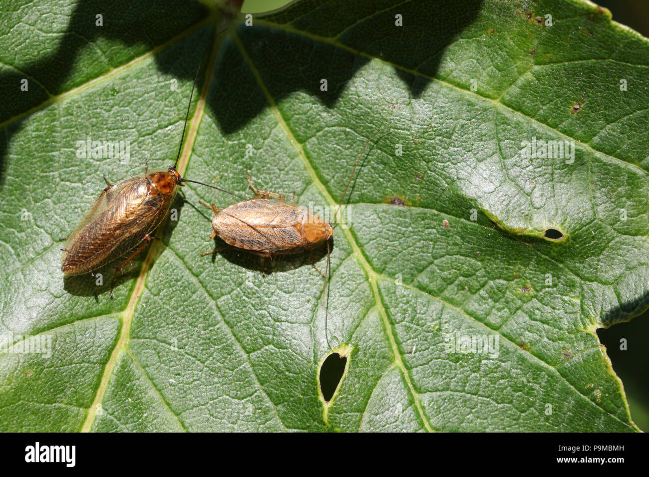 Deux Dusky Cancrelat (Ectobius lapponicus) perché sur une feuille d'Érable à la lisière de forêt. Banque D'Images