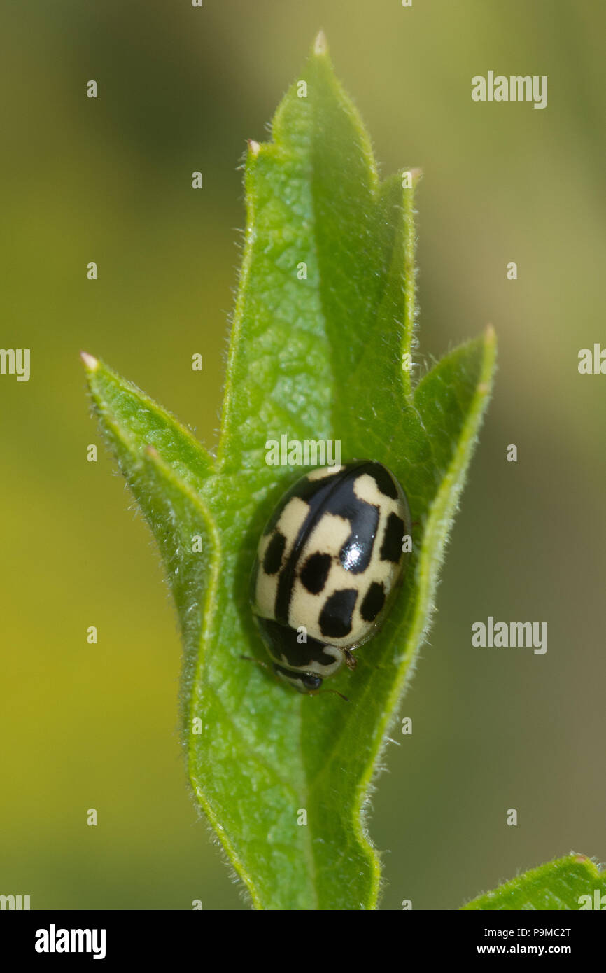 Spot ladybird (quatorze Propylea quattuordecimpunctata) sur une feuille verte, UK Banque D'Images