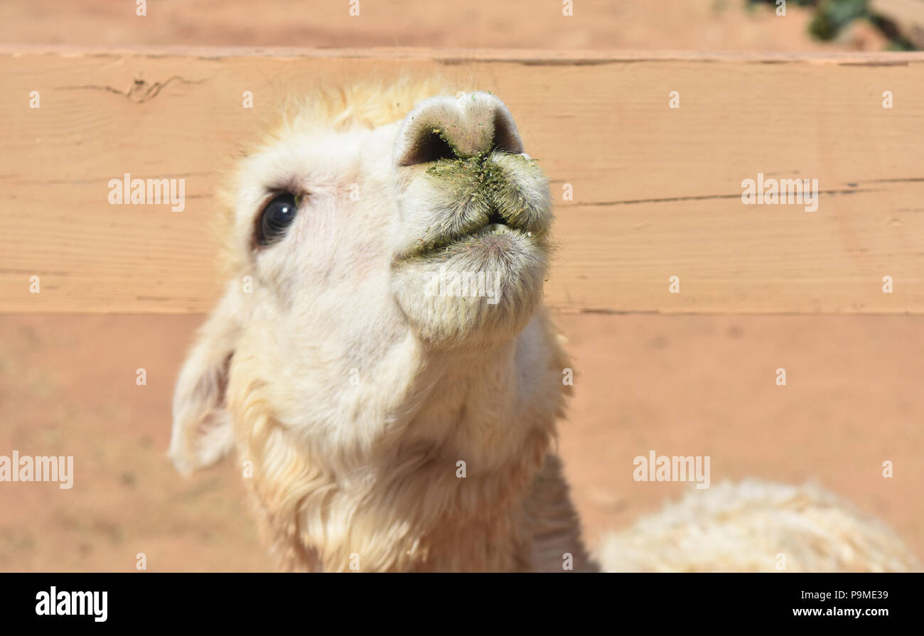 Adorable close up regarder le visage d'un alpaga. Banque D'Images
