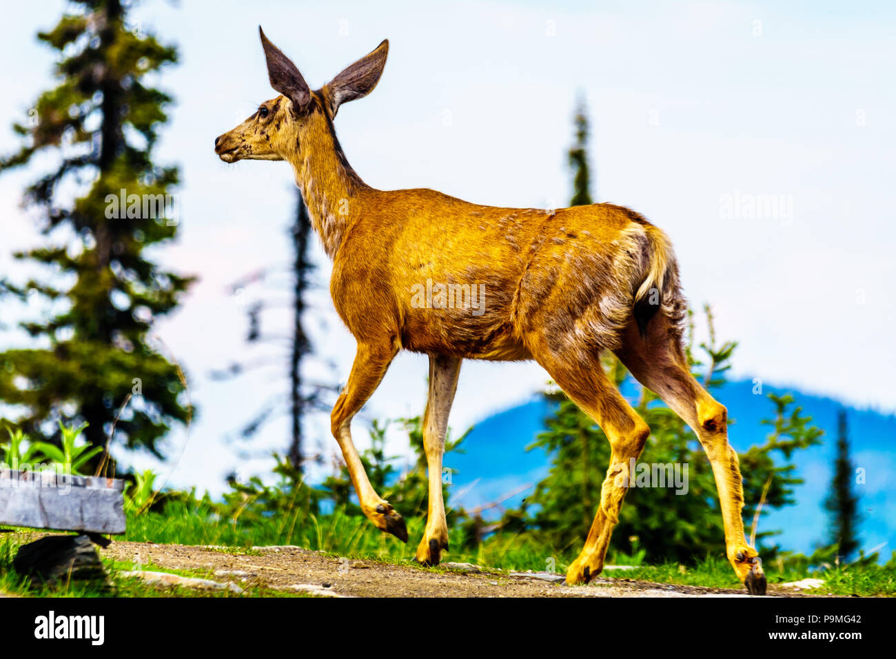 Le cerf à queue noire en haute montagne de Tod Mountain dans les hautes terres de Shuswap, Colombie-Britannique, Canada Banque D'Images