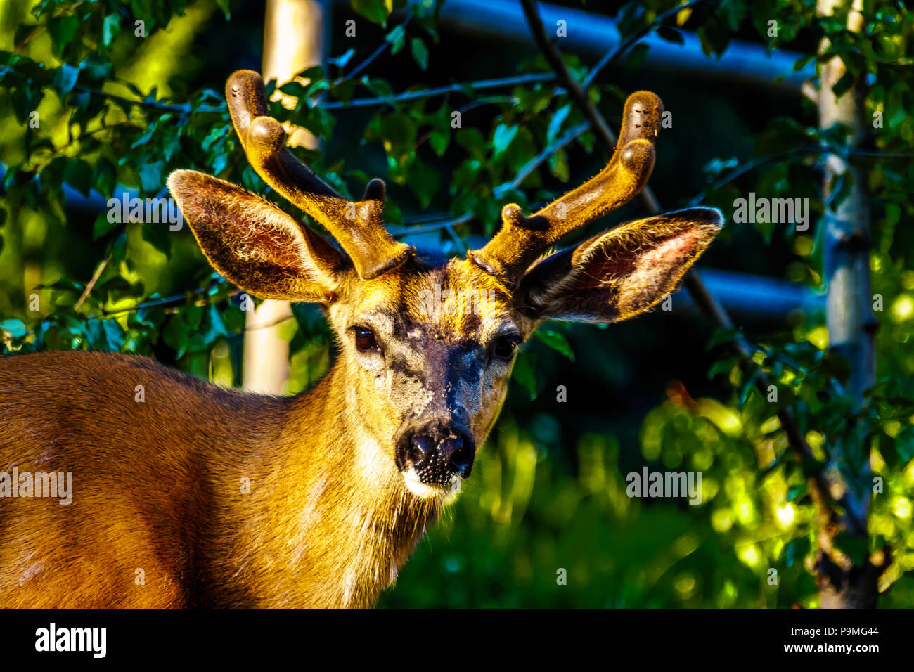 Libre de cerf de Virginie dans le village alpin de Sun Peaks dans la Shuswap Highlands of British Columbia, Canada Banque D'Images