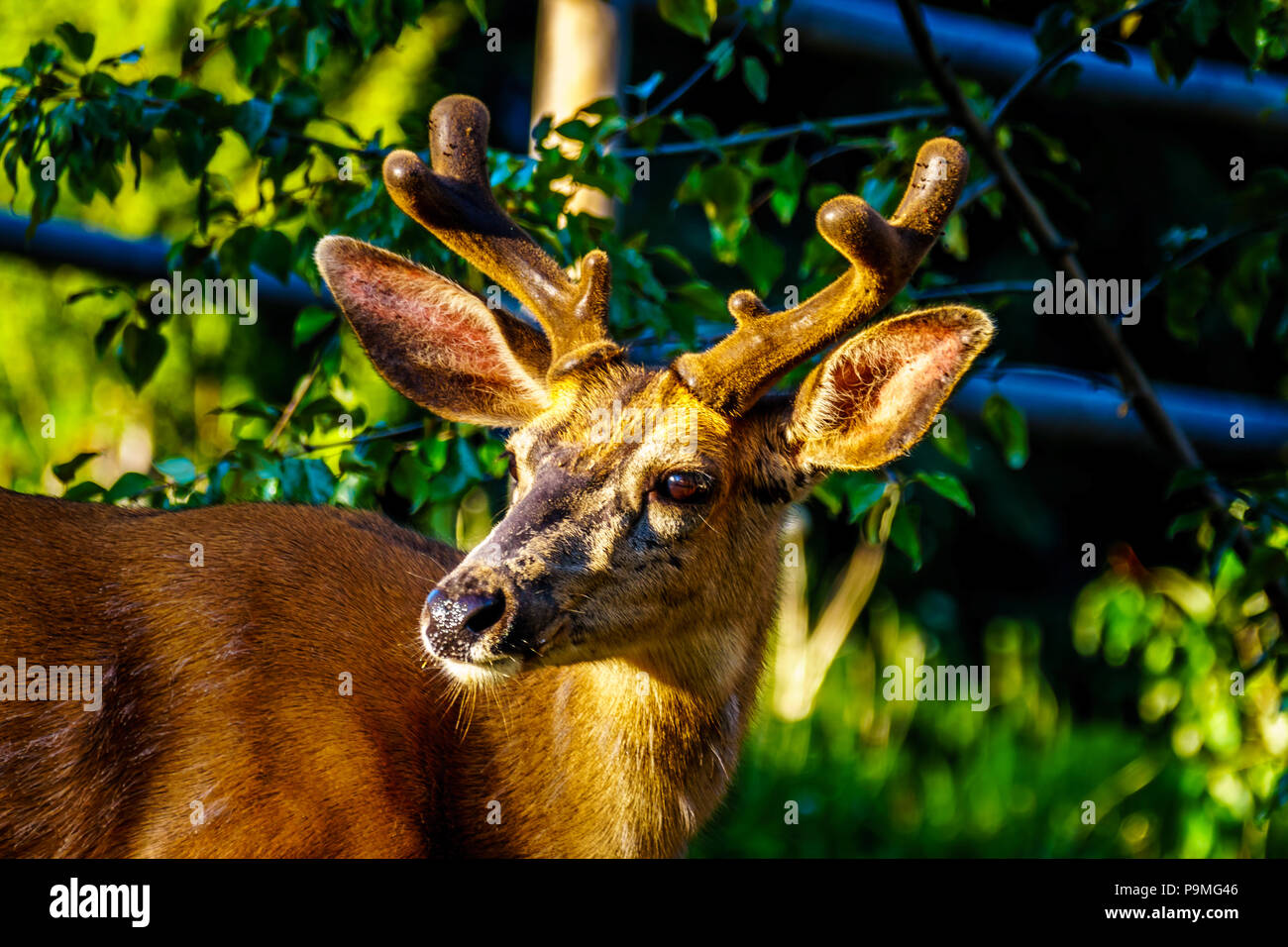 Libre de cerf de Virginie dans le village alpin de Sun Peaks dans la Shuswap Highlands of British Columbia, Canada Banque D'Images