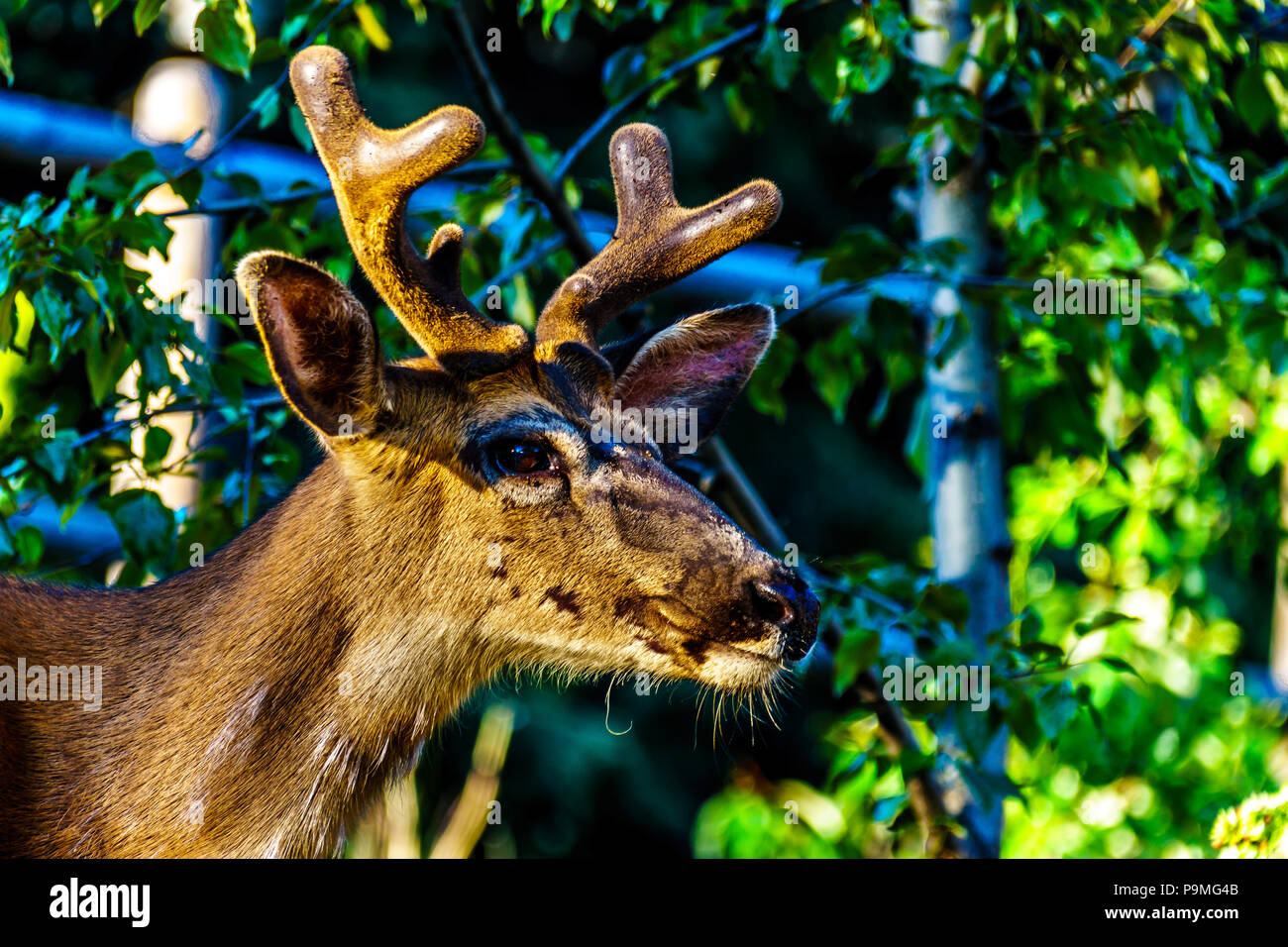 Libre de cerf de Virginie dans le village alpin de Sun Peaks dans la Shuswap Highlands of British Columbia, Canada Banque D'Images