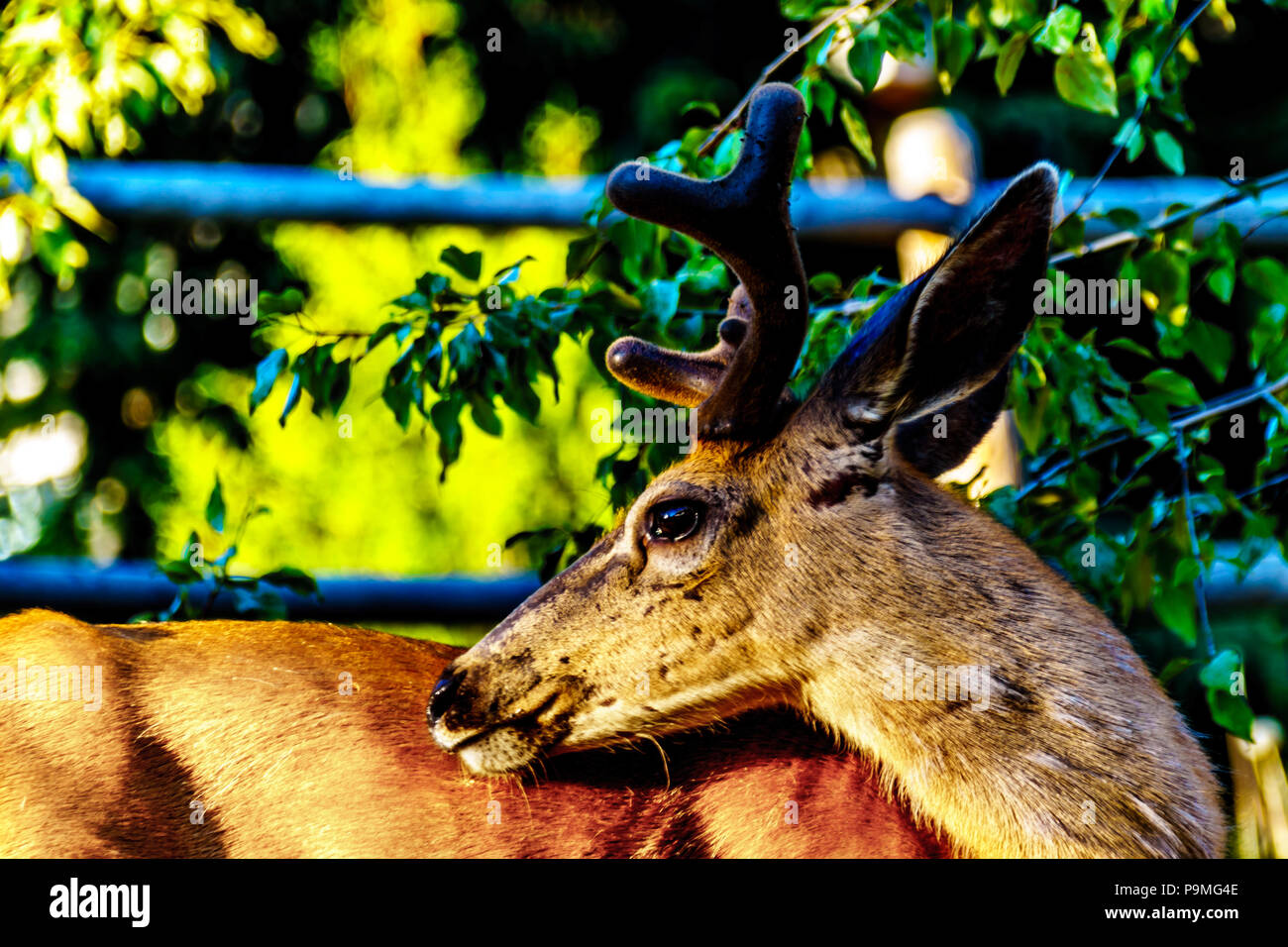 Libre de cerf de Virginie dans le village alpin de Sun Peaks dans la Shuswap Highlands of British Columbia, Canada Banque D'Images
