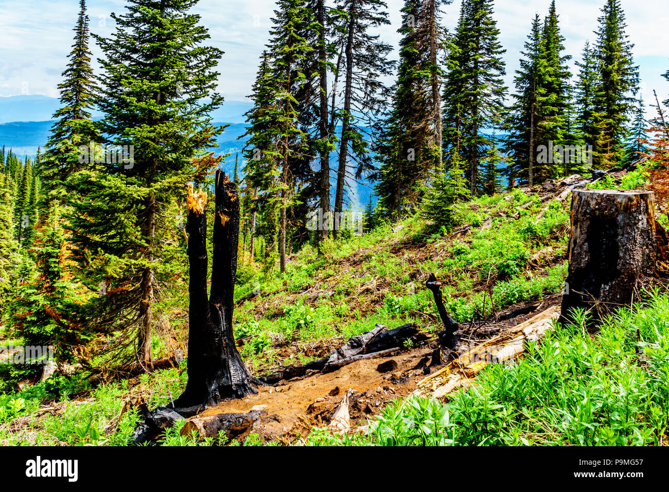 En raison d'arbres noircis, de la foudre en haute montagne de Tod Mountain dans les hautes terres de Shuswap, Colombie-Britannique, Canada Banque D'Images