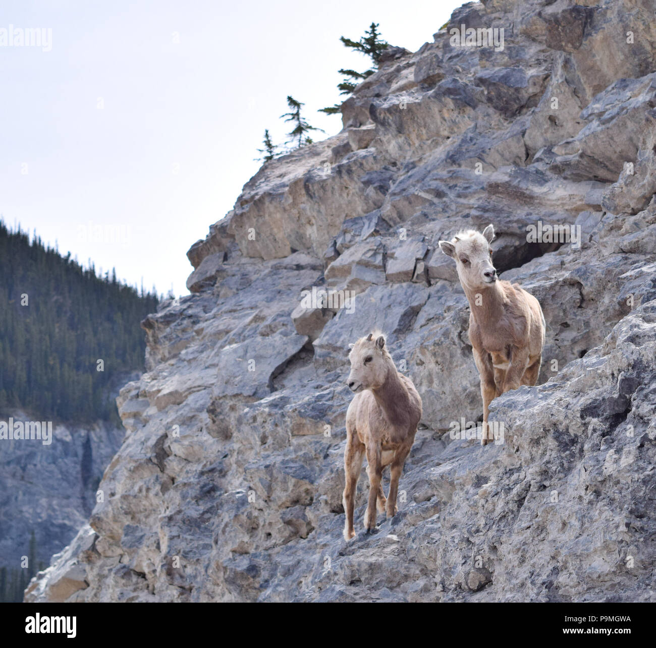 Mouflon juvénile facilement faire leur chemin vers le haut une barre rocheuse escarpée sur le mont Rundle près de Banff, Alberta, Canada Banque D'Images