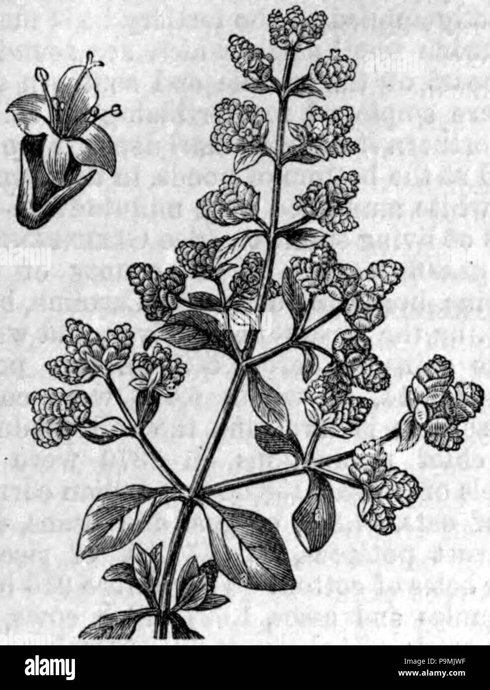 . Dimensions de la marjolaine (Origanum majorana) plante avec dessin de fleurs en médaillon . AmCyc 1879 publié 122 Marjolaine Banque D'Images