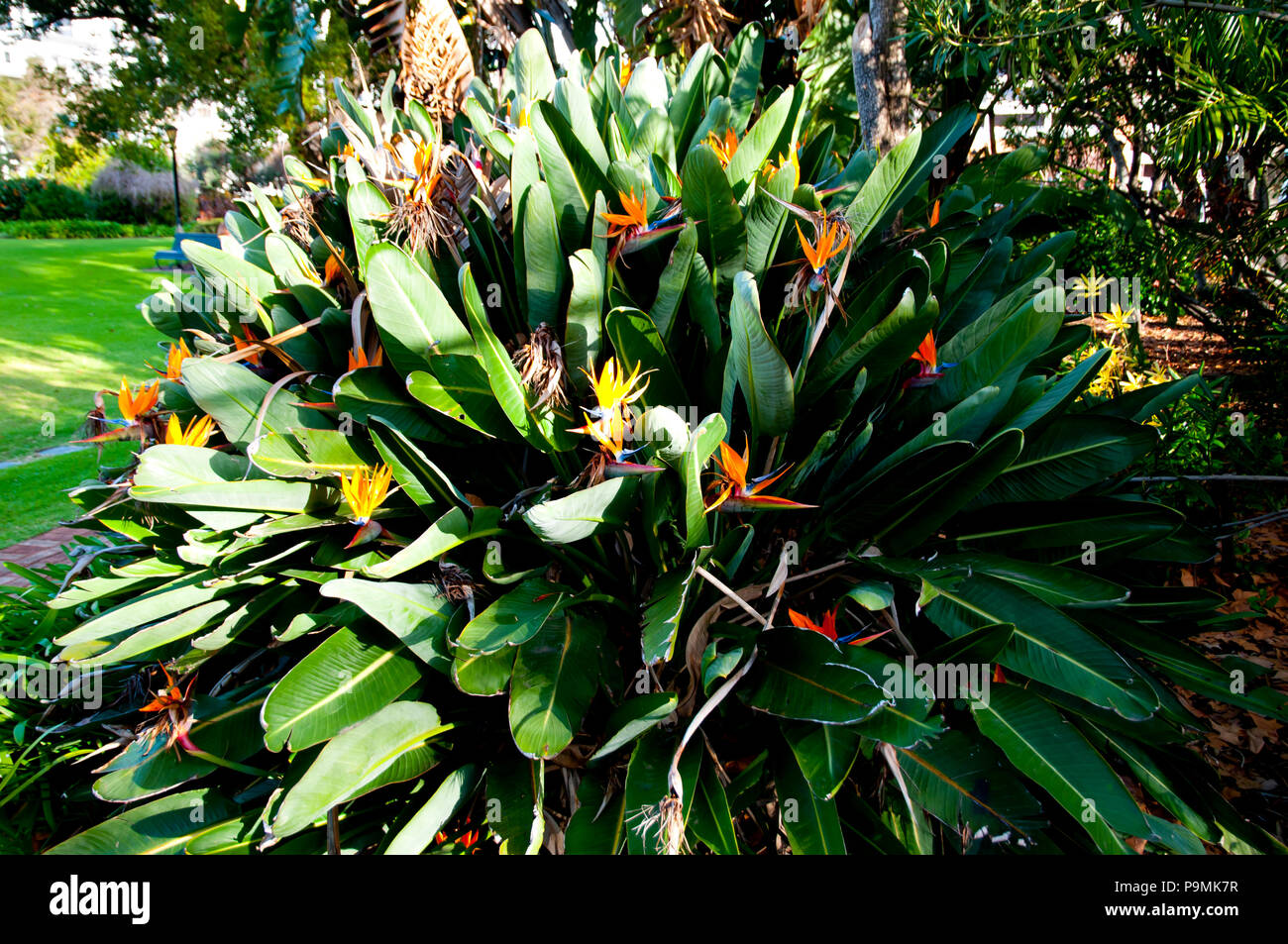 Oiseau du Paradis Plante Banque D'Images