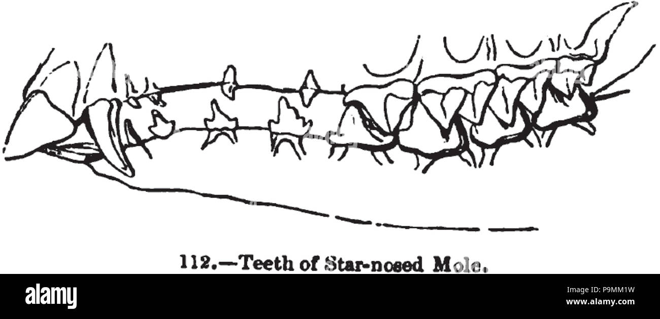 131 Animaldentition condyluracristata Banque D'Images