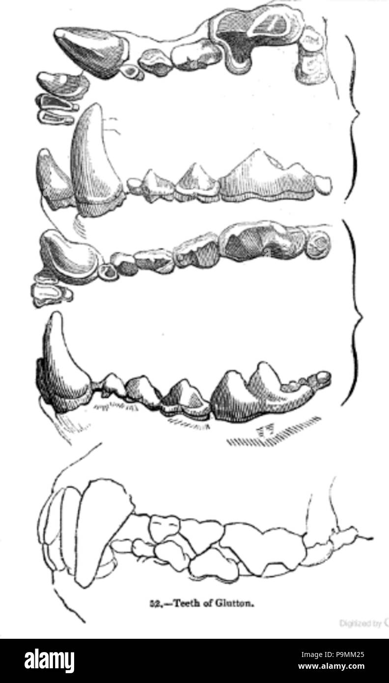 131 Animaldentition gulogulo Banque D'Images