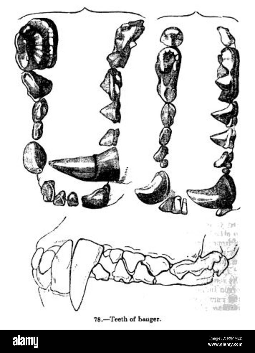 131 Animaldentition melesmeles Banque D'Images
