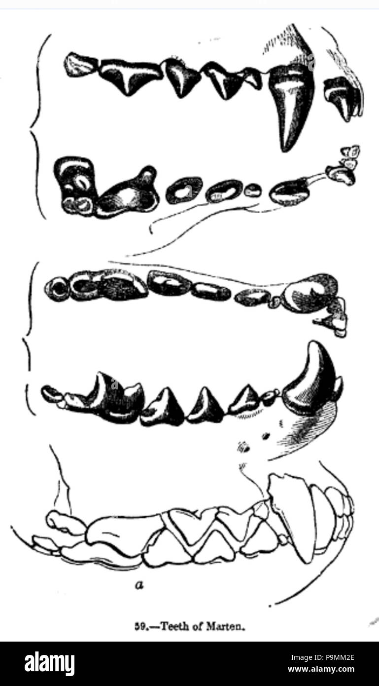 131 Animaldentition martesfoina Banque D'Images