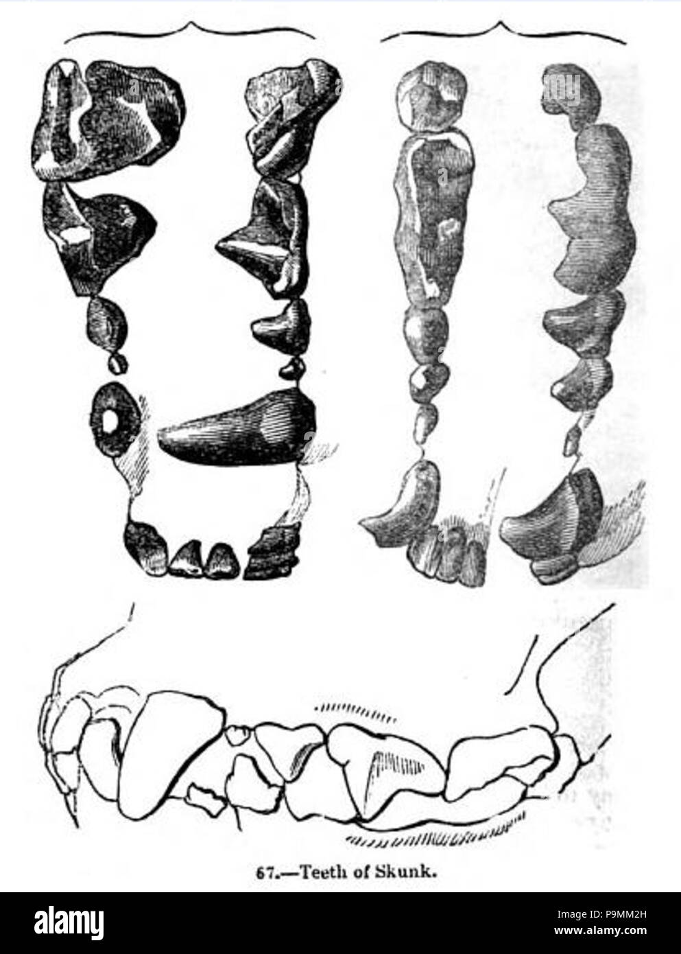 131 Animaldentition mephitismephitis Banque D'Images