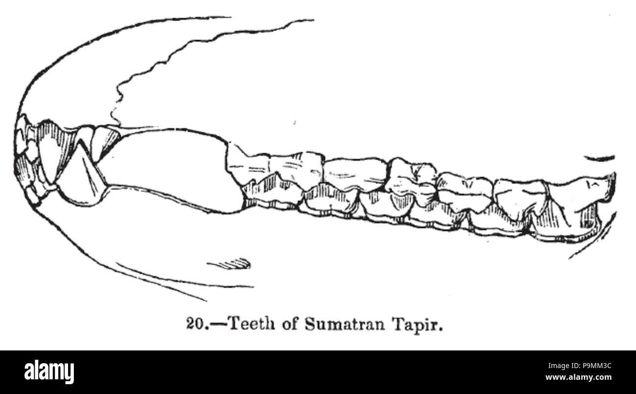 131 Animaldentition tapirusindicus Banque D'Images