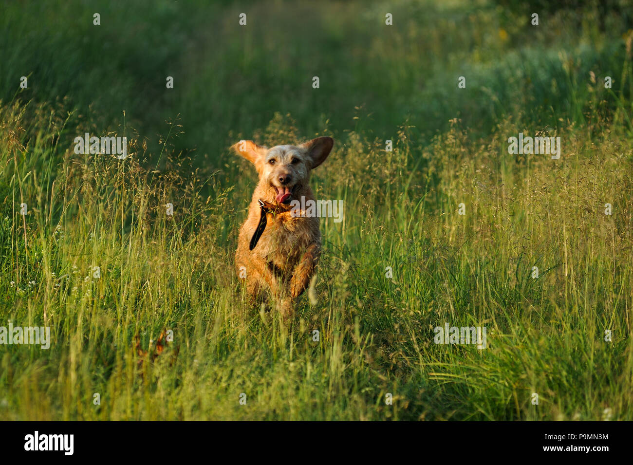 Golden chien qui court sur la pelouse tôt le matin. Banque D'Images