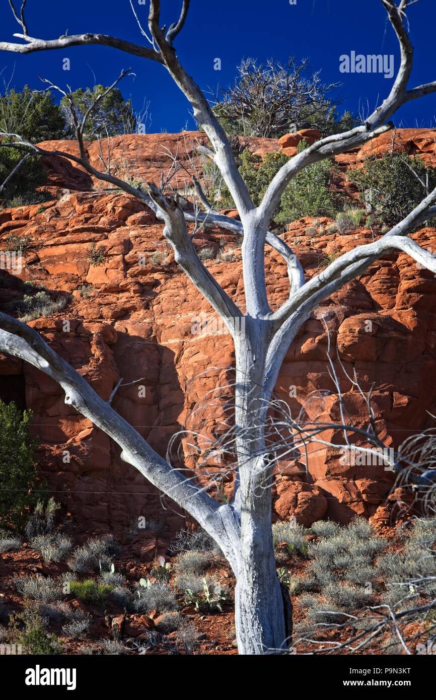Un arbre sans feuilles blanchies au côté des falaises de grès rouge de Sedona Arizona USA Banque D'Images