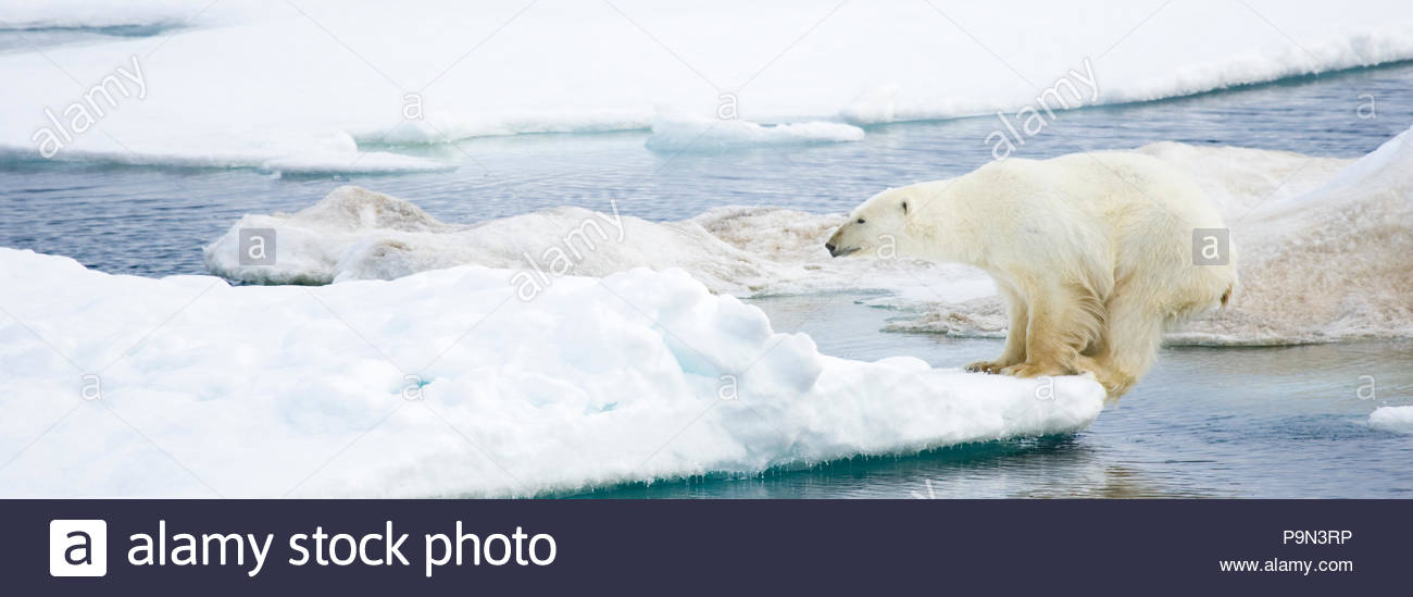 L'ours blanc, Ursus maritimus, sur la banquise au bord de l'eau. Banque D'Images