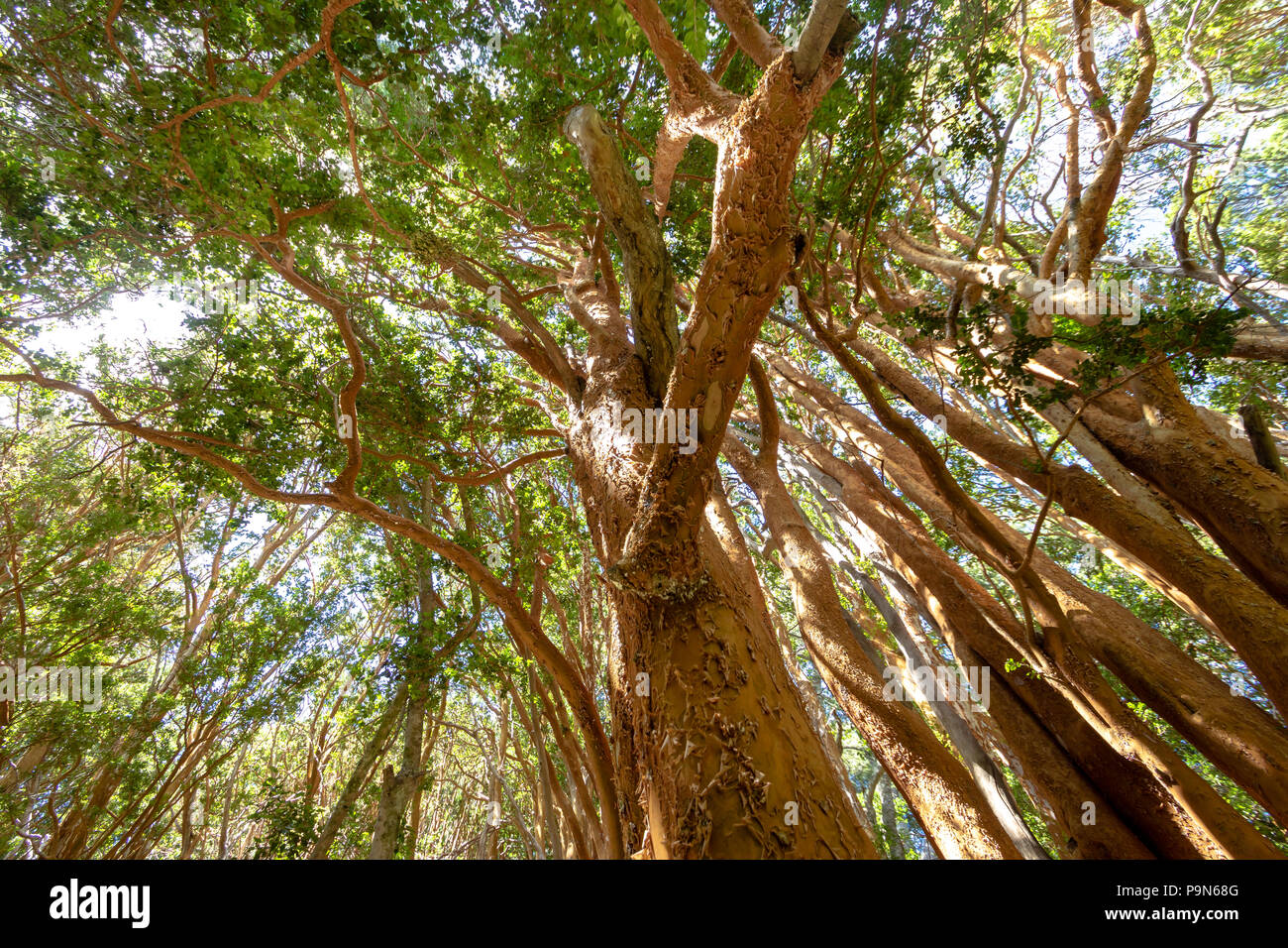 Arbres Arrayanes (Myrtle) avec orange au tronc Arrayanes National Park - Villa La Angostura, Patagonie, Argentine Banque D'Images