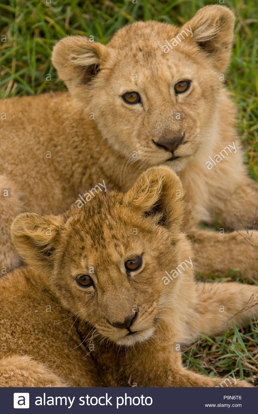 Une paire de l'African Lion cub, Panthera leo, de repos. Banque D'Images
