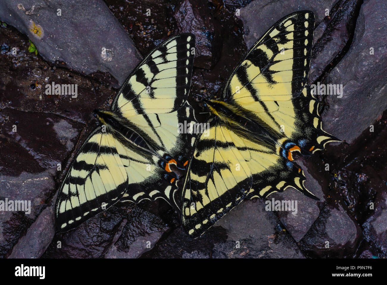 E. Tiger papillons Machaons (Papilio glaucus) eau potable, Minnesota, USA, par Bruce Montagne/Dembinsky Assoc Photo Banque D'Images