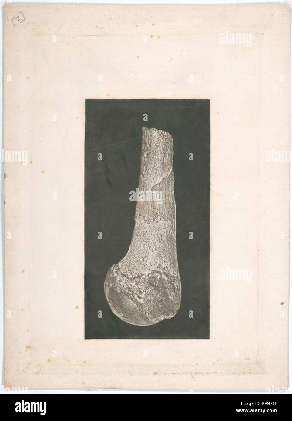 (8 OS.) (3110847662) Banque D'Images