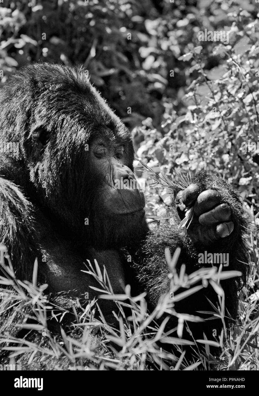 GORUNDHA, du pavillon SABYINYO GROUP, est le plus grand mâle alpha RETOUR D'ARGENT DANS LE PARC NATIONAL DES VOLCANS - RWANDA Banque D'Images