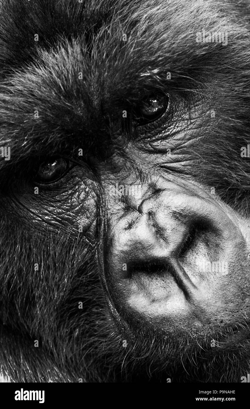 Un mâle gorille de montagne (Gorilla beringei beringei) du groupe KWITONDA VOLCANES en parc national est sur la liste des espèces en péril - RWANDA Banque D'Images