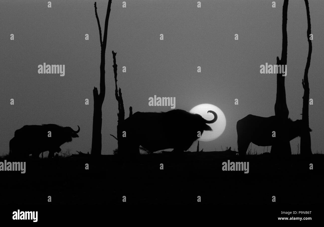 Coucher de soleil derrière le cap des buffles (syncerus caffer) L'un des plus dangereux - lac Kariba, Zimbabwe Banque D'Images