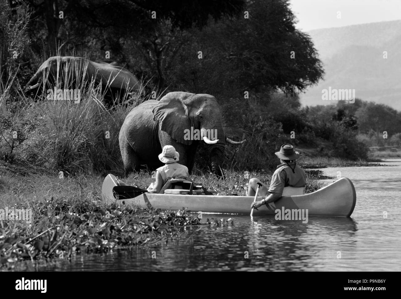 Les touristes américains voir les éléphants de la rivière Zambèze - Zambie Banque D'Images