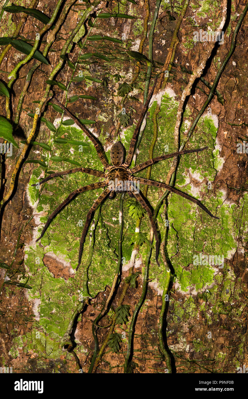 Une grande forêt Huntsman Spider hunting sur un tronc d'arbre couvert de lichens dans la forêt la nuit. Banque D'Images