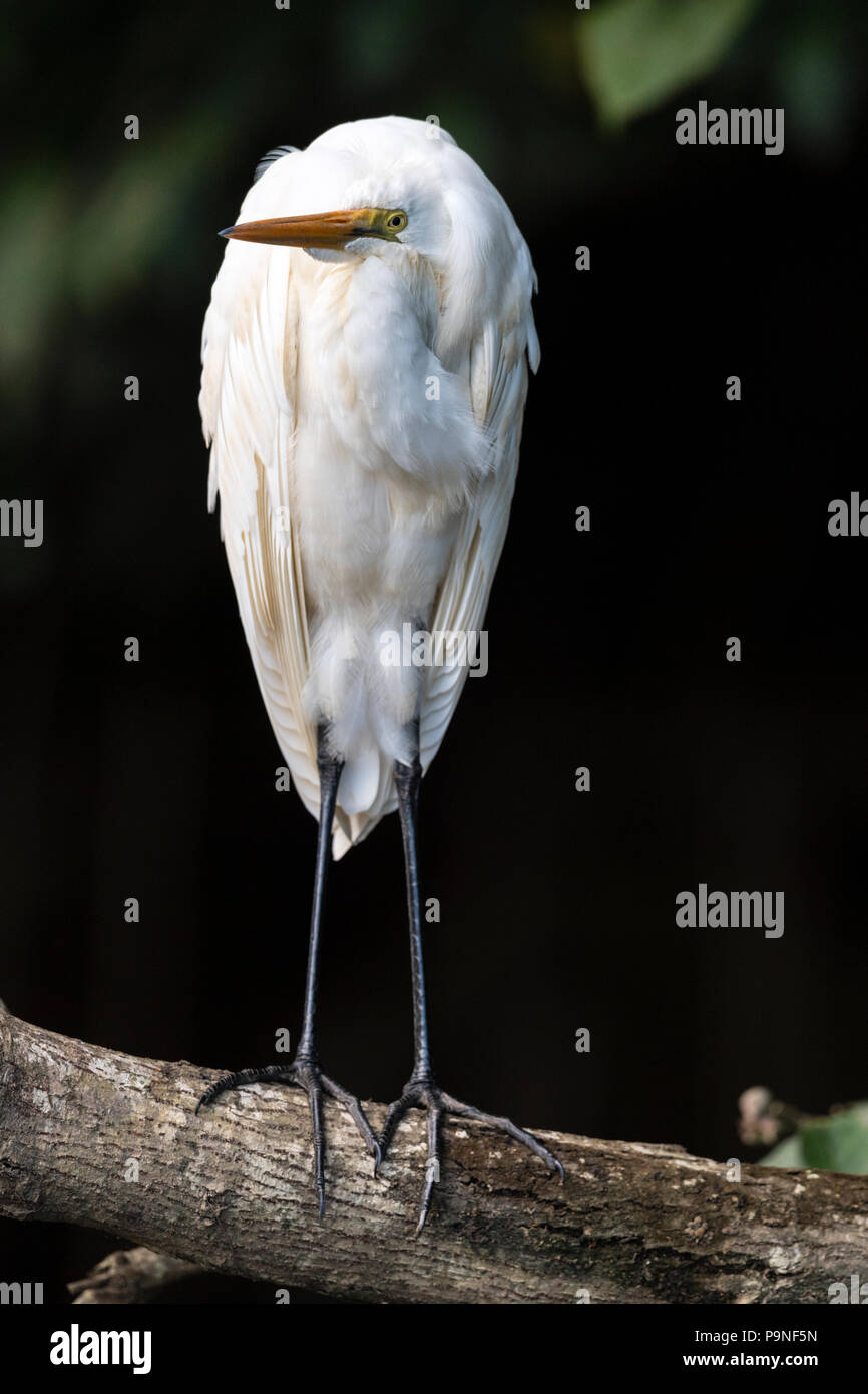 D'une grande aigrette se percher sur une branche de palétuvier au-dessus d'un fleuve. Banque D'Images