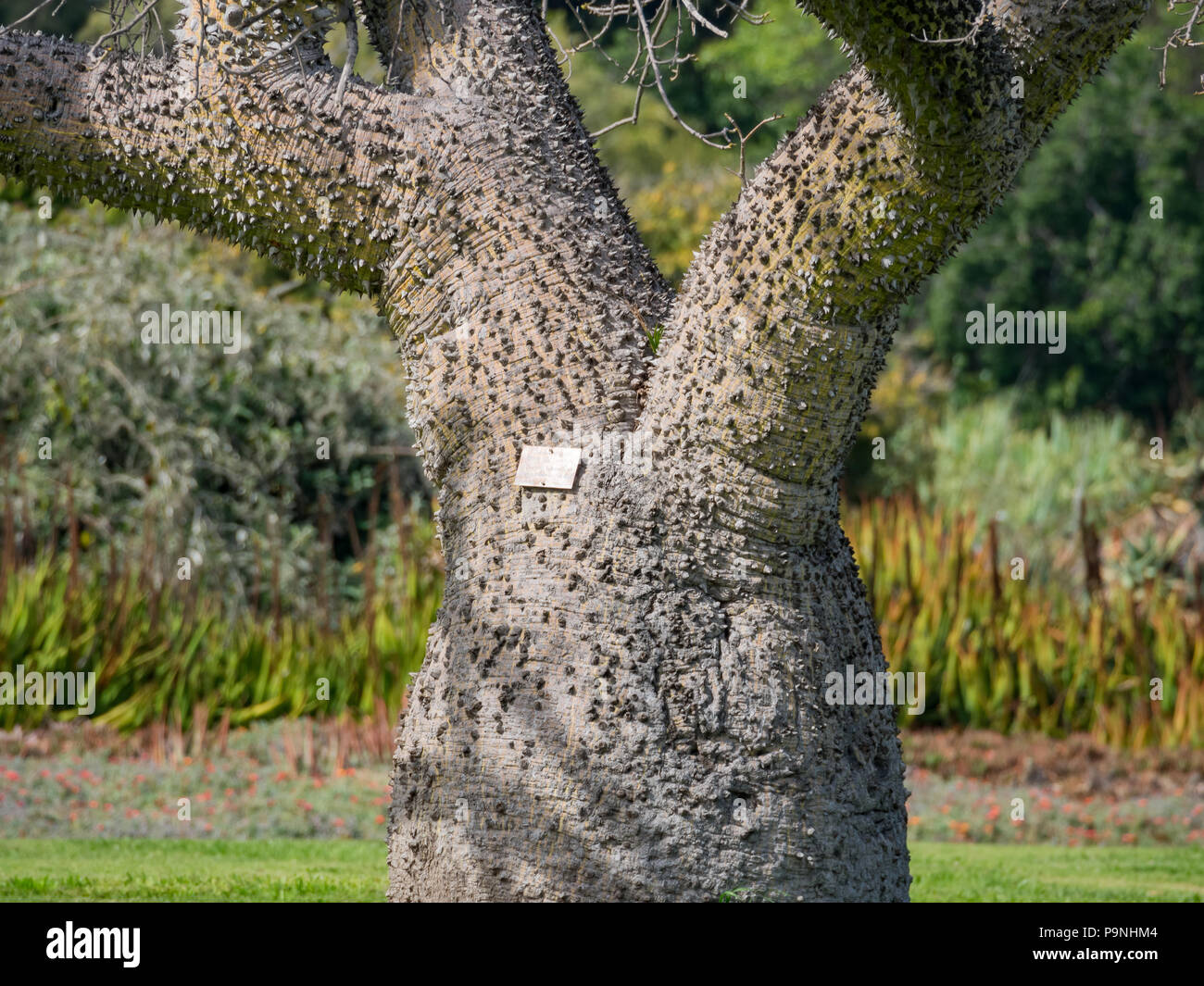 Grand Ceiba speciosa, vit à Los Angeles, Californie Banque D'Images